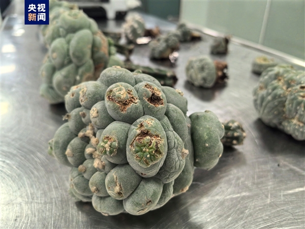海關截獲12株致幻多肉 照片曝光：系烏羽玉 可威脅生命